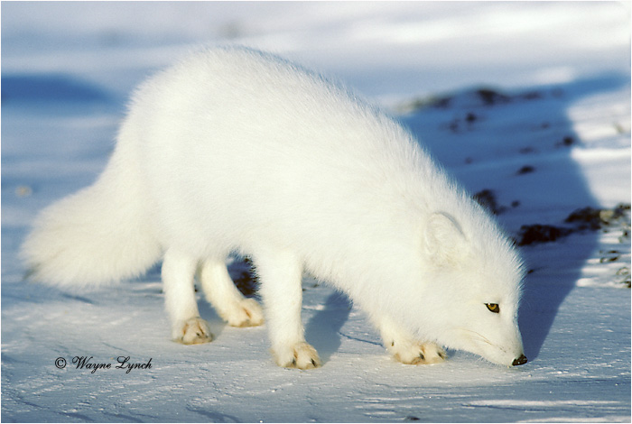 Arctic Fox 116 by Dr. Wayne Lynch &copy;